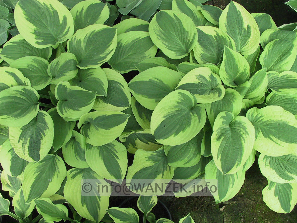 Hosta Hybride Wide Brim 04.JPG